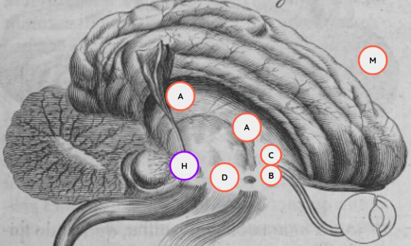 Gamma State, Brain and Learning (15 Minutes)