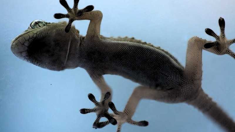 Van Der Waals Force