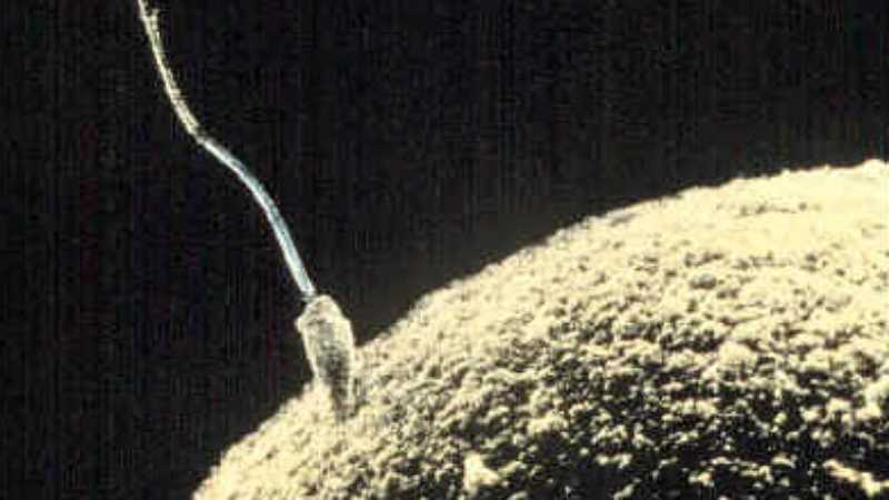 Impotency and Infertility Natural Remedies 
