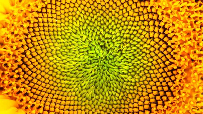 Vortex Numbers and Constants
