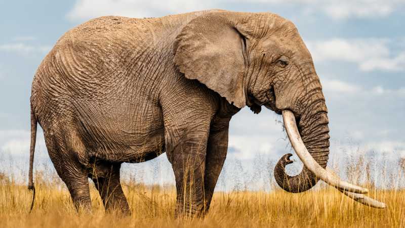 Ivory, Rhinoceros Horns, Castoreum, Civet, Parrots